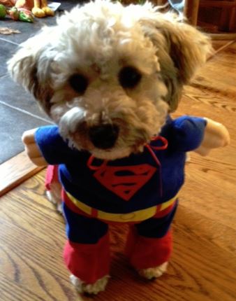 Bark To The Rescue