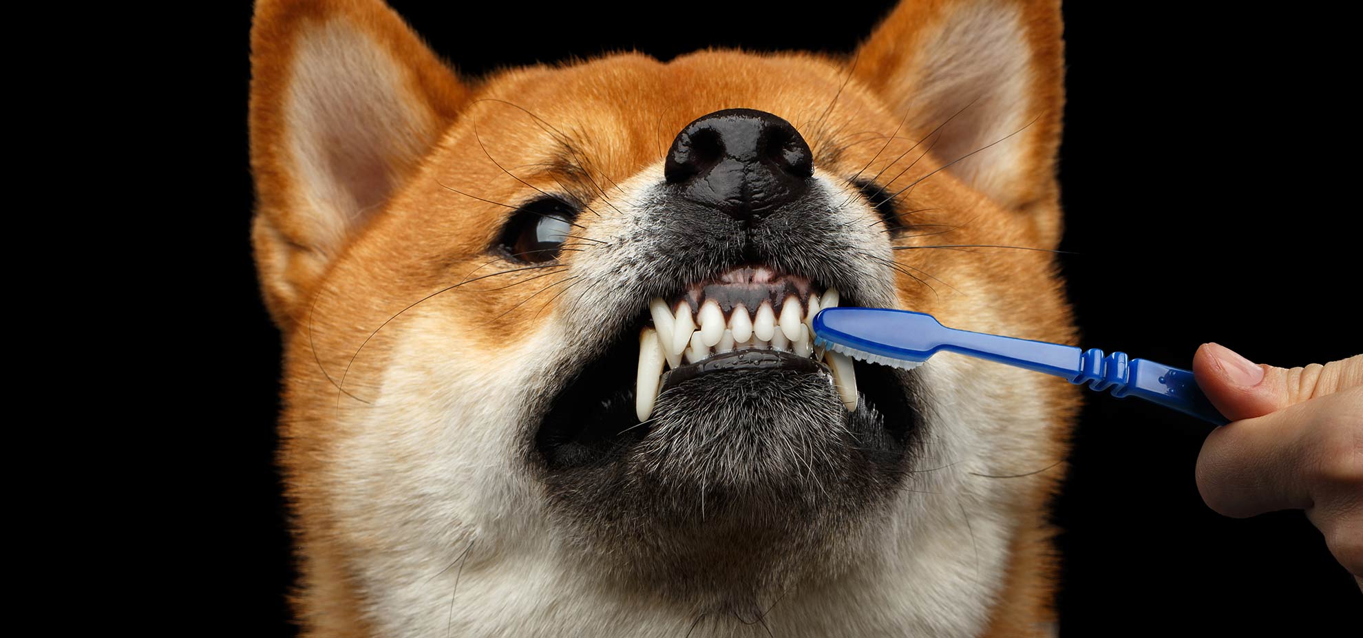 dog-teeth-brushing