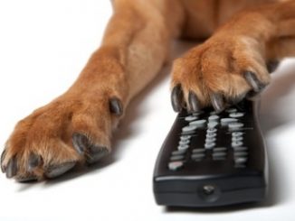 remote and paw