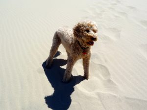 windy beach dog
