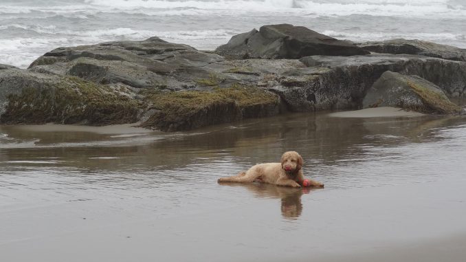 dog laying in water