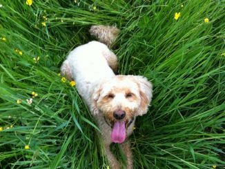 puppy in grass.