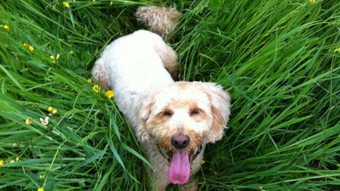 puppy in grass.