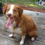 Keep your dog hydrated in the summer