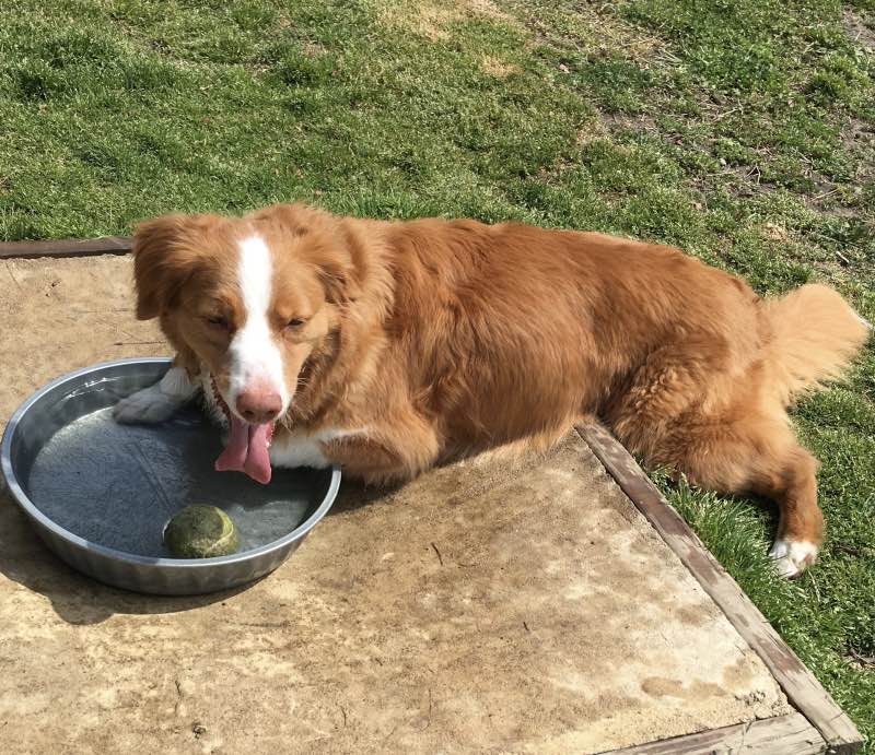 Dog Drinking After Play