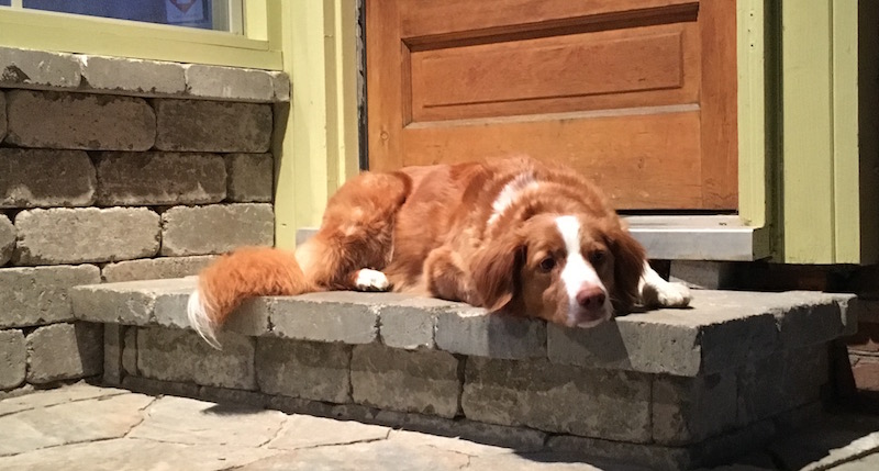 Dog waits on back porch instead of the couch