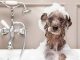 dog-in-bath-tub