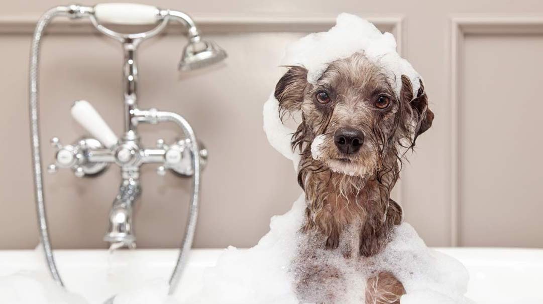 dog-in-bath-tub
