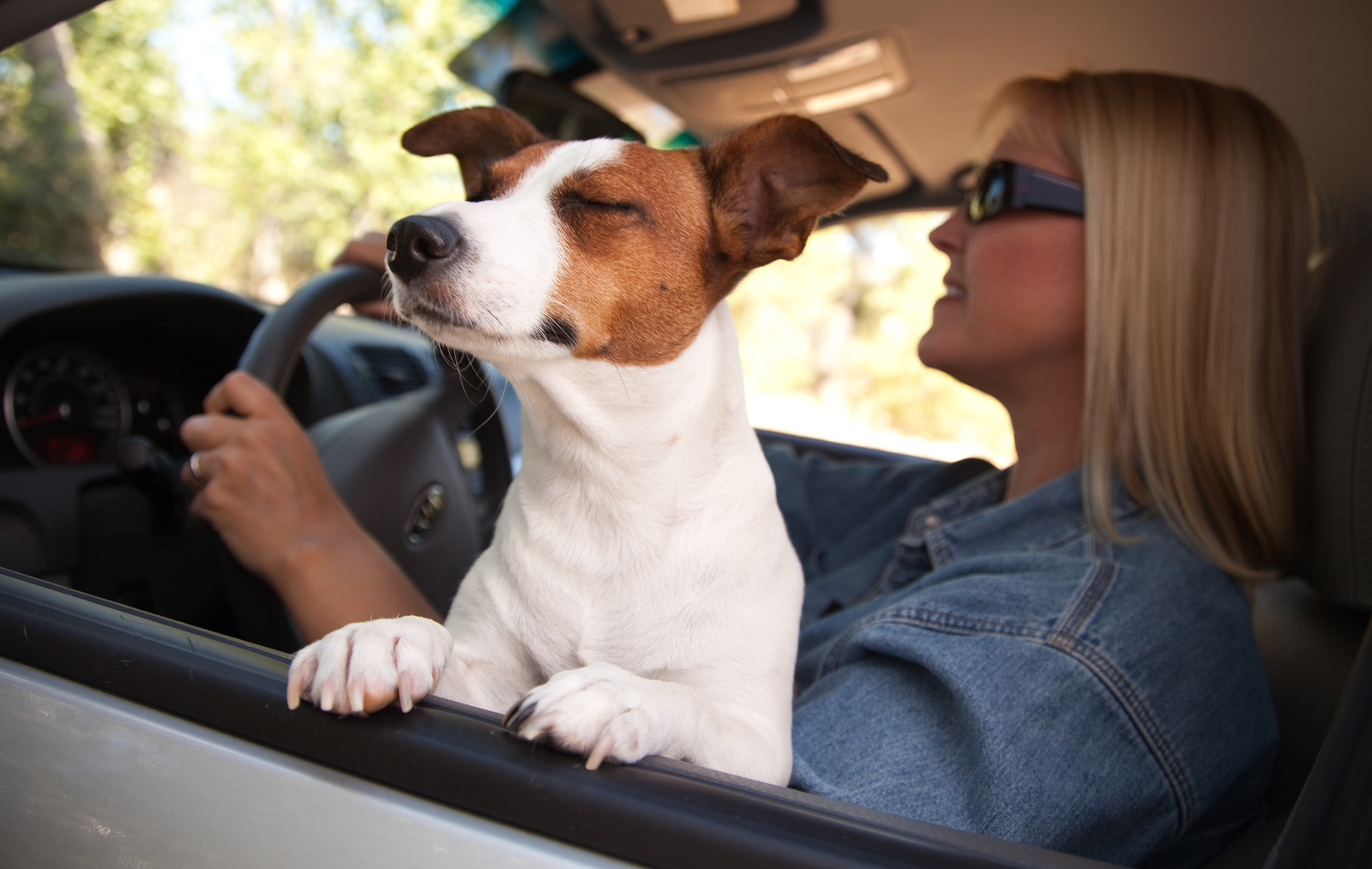 Jack Russell Terrier Enjoying A Car Ride