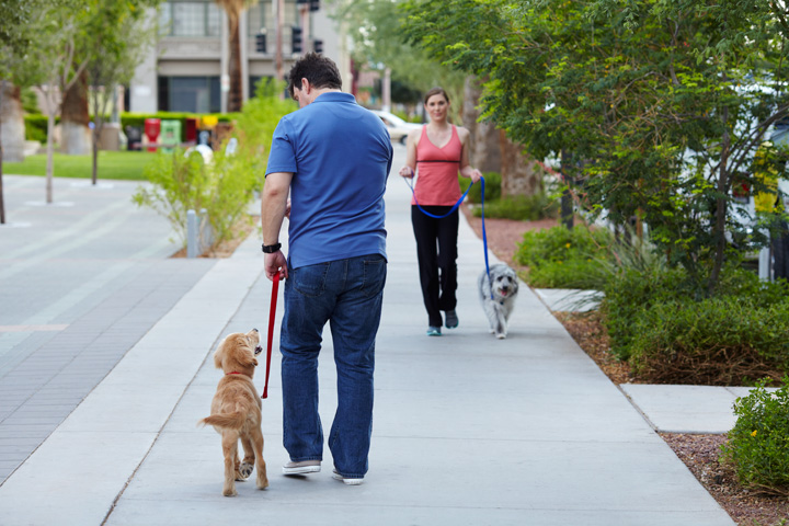 Dogs-practising-walking-on-leash