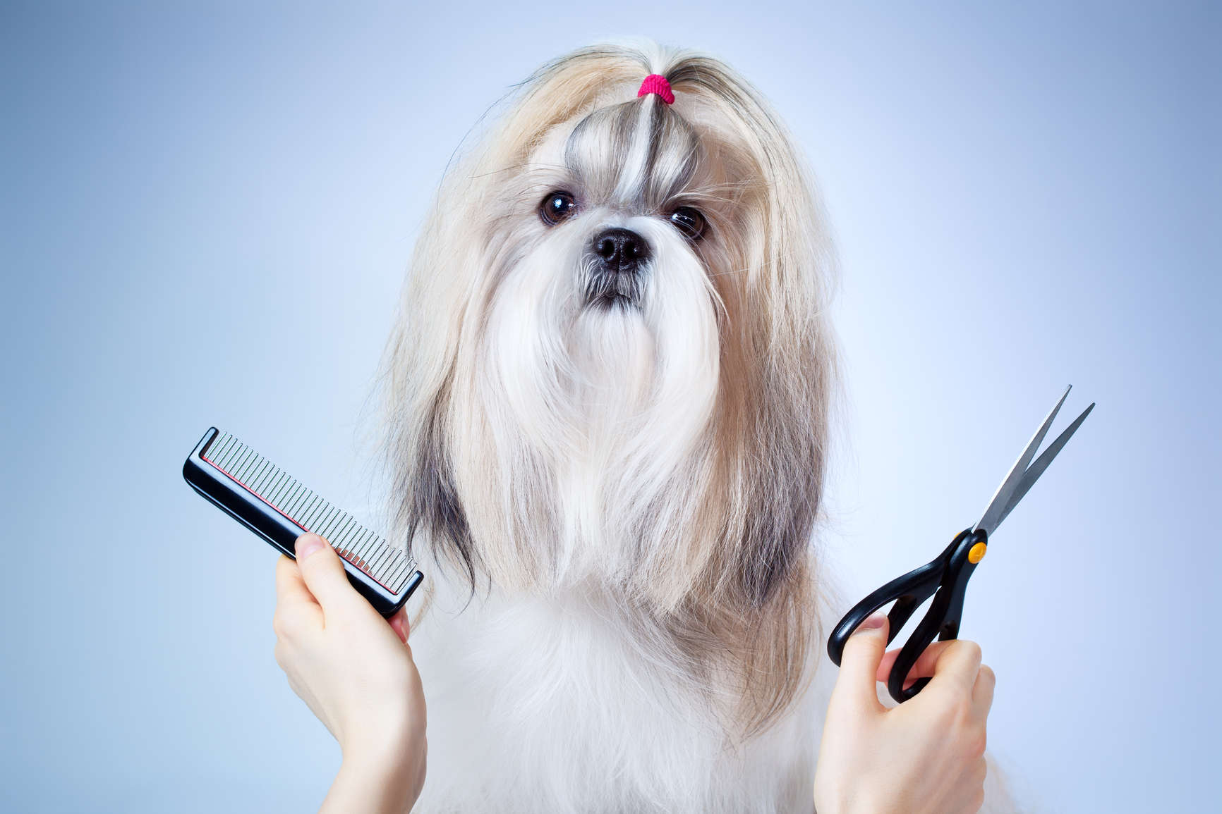 How-to-Avoid-Dog-Grooming-Difficulties