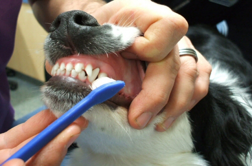 Brush-Dogs-Teeth