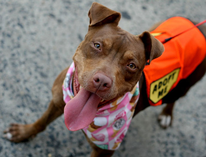 dog-shelter-removes-breed-labels-adoption-pitbulls-arizona-5