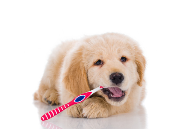 dog-toothbrush-e1456523591525