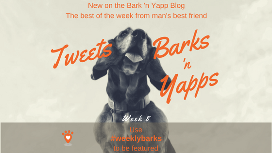 Blog Cover Tweets, Barks n Yapps – 8