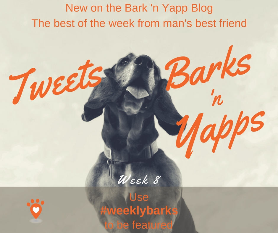 FB Tweets, Barks n Yapps