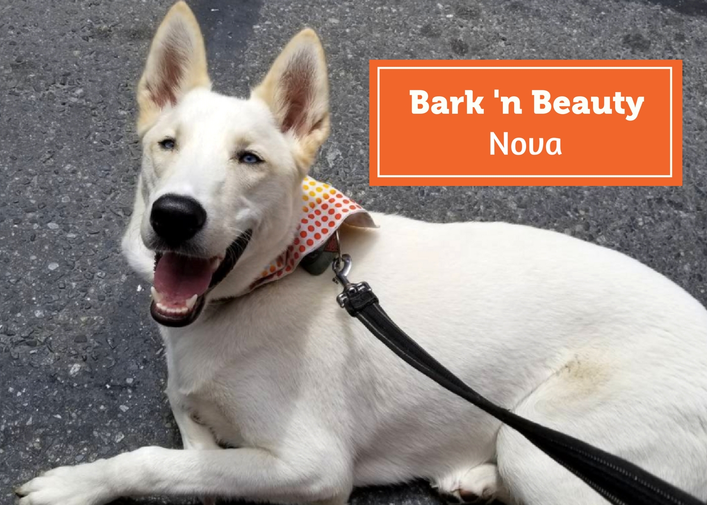 Bark ‘n Beauty BLOG (8)