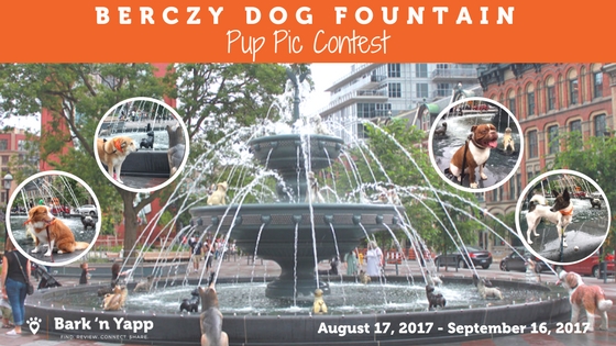 Blog Cover Berczy Dog Fountain Contest (1)