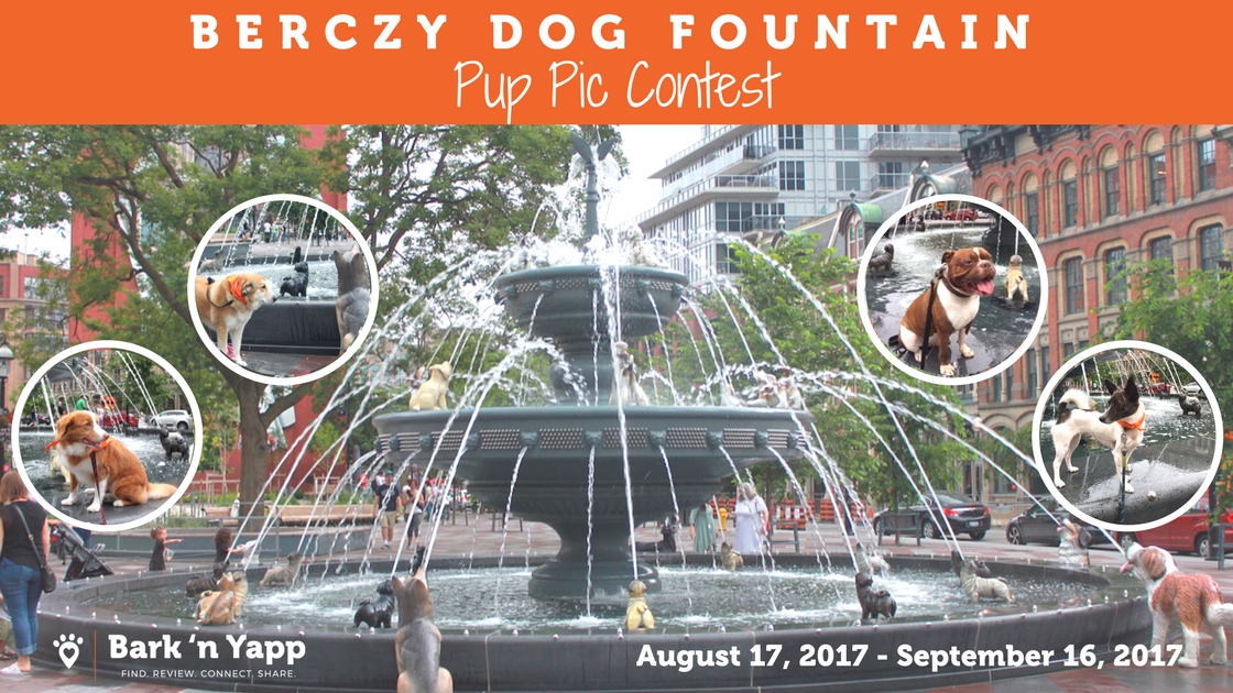 Blog Cover Berczy Dog Fountain Contest (2)