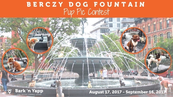 Blog Cover Berczy Dog Fountain Contest
