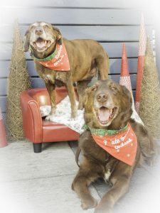 Bark 'n Yapp's 12 Dogs of Christmas - Cali & Trooper