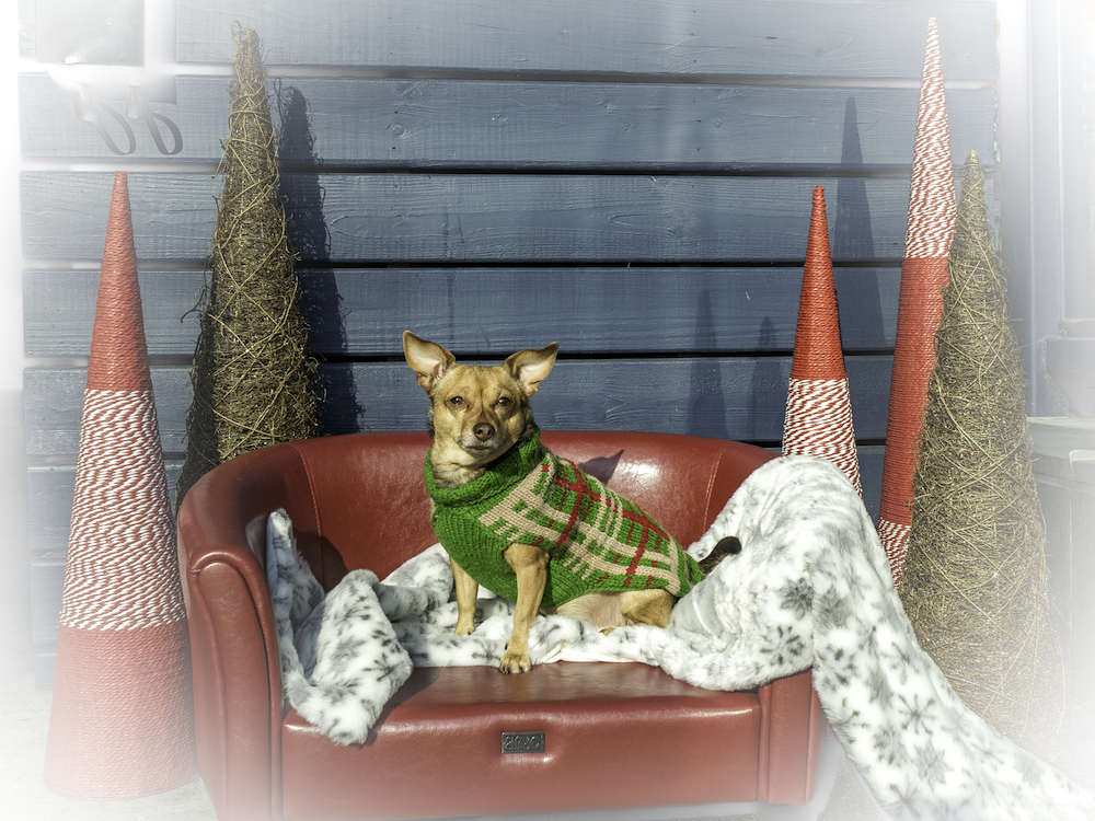 Bark 'n Yapp's 12 Dogs of Christmas - Ceci