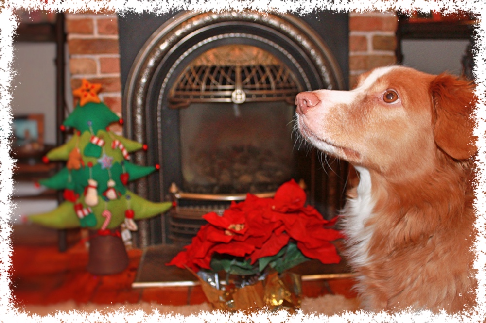 Bark 'n Yapp's 12 Dogs of Christmas - Chili