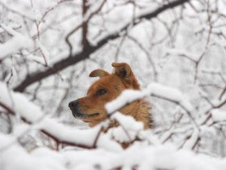 Winter Dog Safety