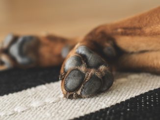 Soft paws after using paw balm