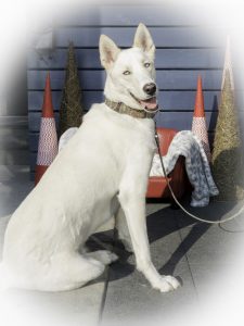 Bark 'n Yapp's 12 Dogs of Christmas - Nova