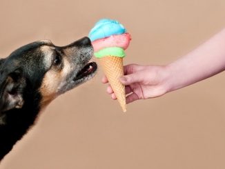 Top 10 Foods Dogs Can Eat