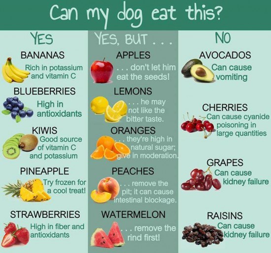 Fruit for dogs