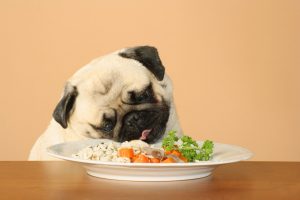 dog-eating-rice